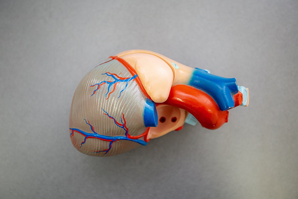 循環器科を軸に専門性を磨く